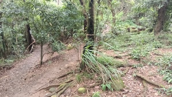 楊梅區龜山頭山-福人步道-莊迷湖-保甲路古道-東森山林森林步道-福人步道3074664