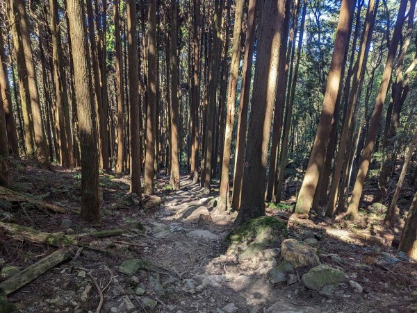 光影變化的迷幻森林。刺激攀岩的加里山步道2064195