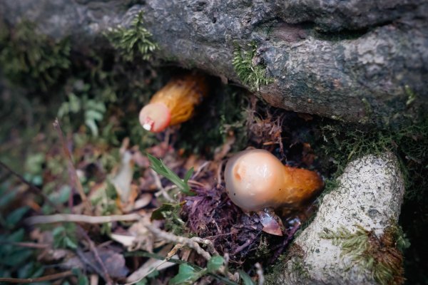 桃園復興區 處暑‧北插天山岩戶線