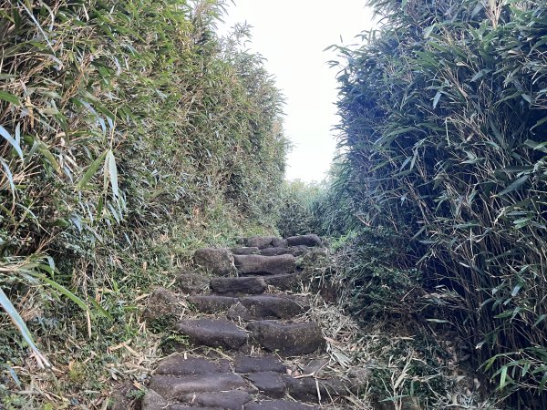 [山頂鳥40周年會員大縱走-15/15] 2024_0806 七星山主峰、東峰步道2571404