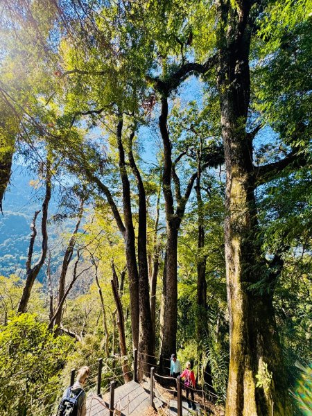 雪山坑登山步道尋巨人2978252