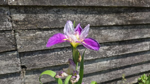 神級景點抺茶山，爬抹茶山的最佳季節，沿路桐花地毯，層層疊疊的山巒，壯闊的山谷2774472