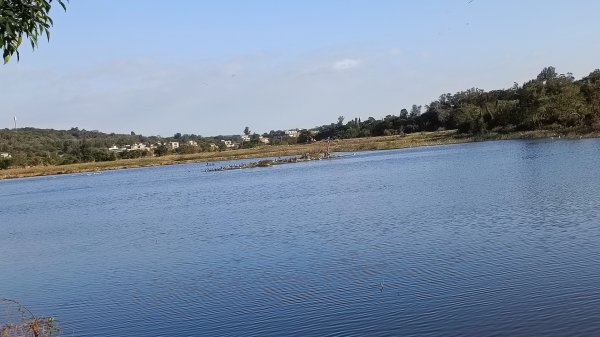 金門陵水湖賞鳥步道1889857