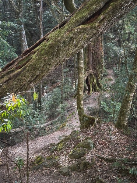 鳶嘴稍來步道賞楓季 ，大雪山門票優惠到12/31！2969577