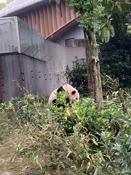 四川成都大熊貓繁育研究基地2940690