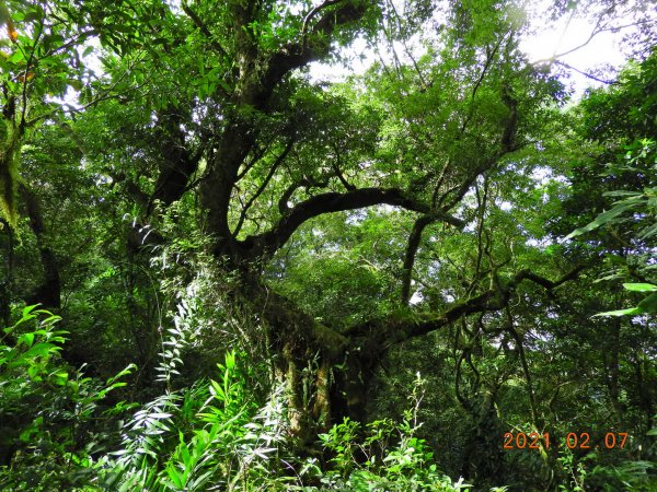 臺東 東河 都蘭山1262095