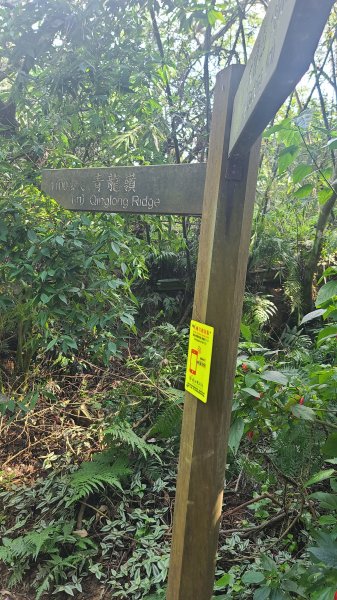 2025-0204 鶯歌_大凍山_三角埔頂山_迴龍2707910