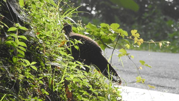 石碇趴趴走追雲趣 #二格山 #雲瀑 #藍腹鷴母鳥 #雲海流瀑 #霧虹 5/172788202