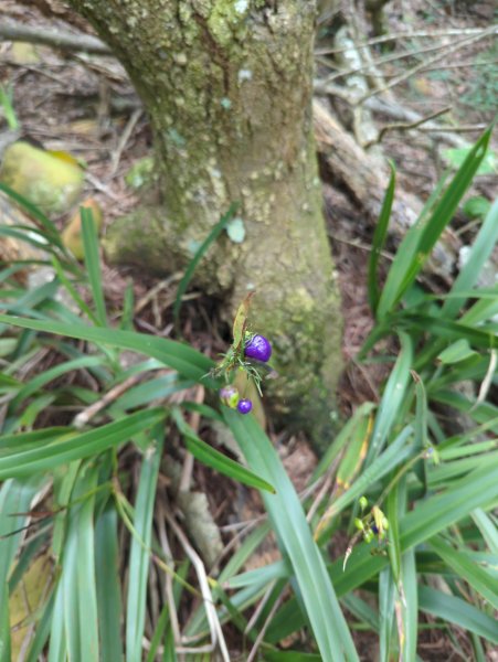 2025.07.12－火炎山、南鞍古道O行縱走2834819