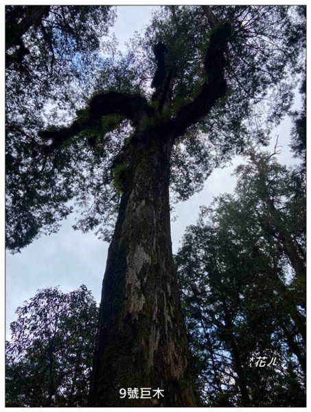 阿里山神木群棧道2771597