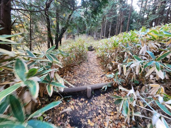 20251127陣馬山至高尾山2959085