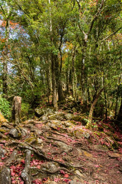 稍來山楓葉林2960893