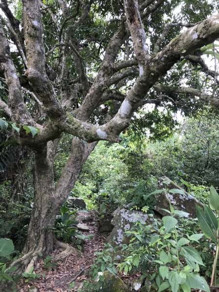 109年6月21日烏山紫竹寺-刣牛湖山1007518