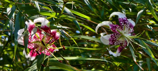 雲山水花鳥蝶-天龍國阿伯的日常 #艷紅鹿子百合 #大鳳蝶 #玉帶鳳蝶2863962