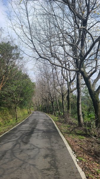 2025-0204 鶯歌_大凍山_三角埔頂山_迴龍2707874