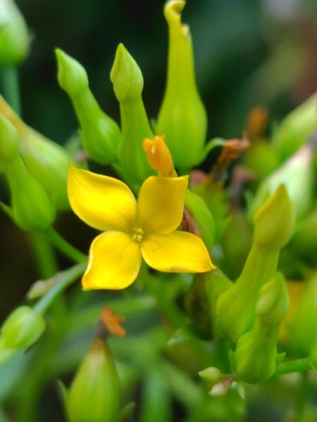 多納六秀 足母山 鬼斧神工一線天 德德山2953048