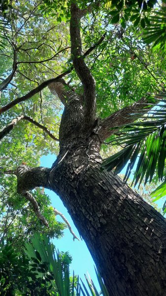 《新竹》竹林紙寮｜芎林文林古道O繞202308132248906