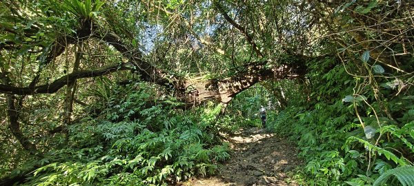 2025/06/28_馬胎+南坪古道2823743