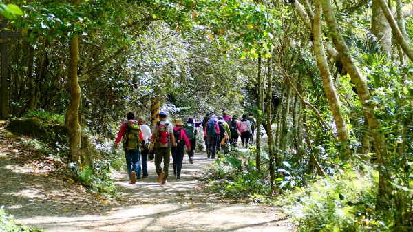 《蝶戀花。錫葉藤盛放》2735262