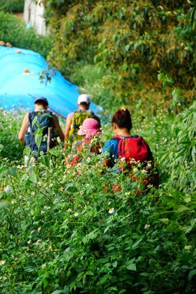埔里彩蝶瀑布之國姓鄉眉冷山及糯米橋1466216