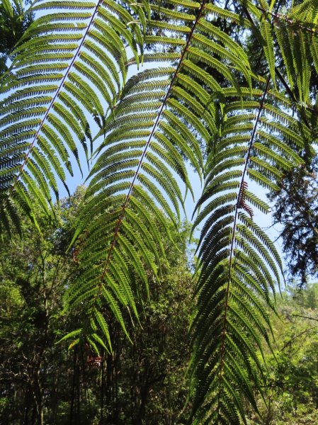 澀水森林步道(+水上瀑布)2915725
