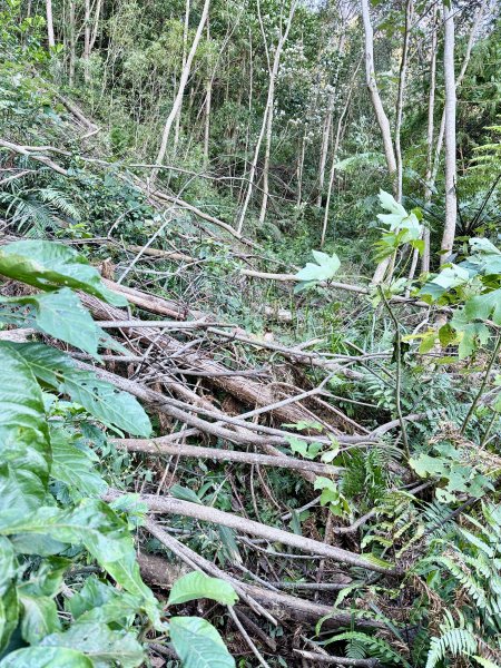 苗栗冷門山--蕃婆石山5基石連登   2026.01.112981361