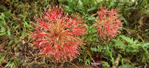 2025/05/25_茶園坪山2796577