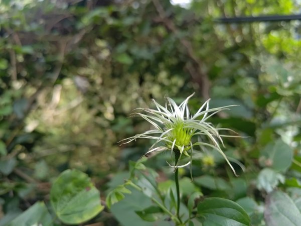 回歸自然的杜仔湖步道上雙子山2677792