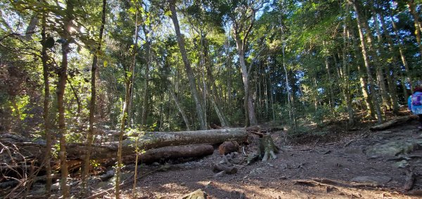 谷關七雄老大-八仙山 聖誕節大台中APP完登谷關七雄第二輪1972062