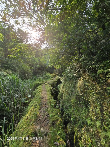 2026-04-11微笑山線：【二格山系】筆架連峰段3034552