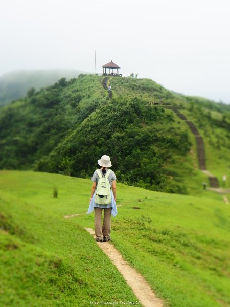 《新北》草原牛群｜貢寮桃源谷步道(內寮線)201805172887809