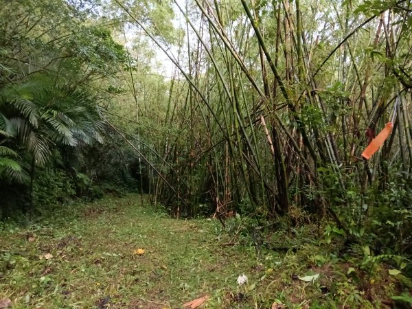 雙溪區后番子坑古道+后番子坑山+平湖東步道+大坑山+下內平林山+上內平林步道出平水2972936