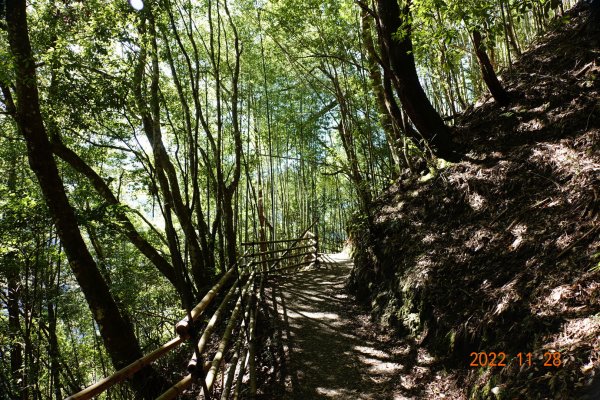 新竹 尖石 司馬庫斯-巨木群步道1932846