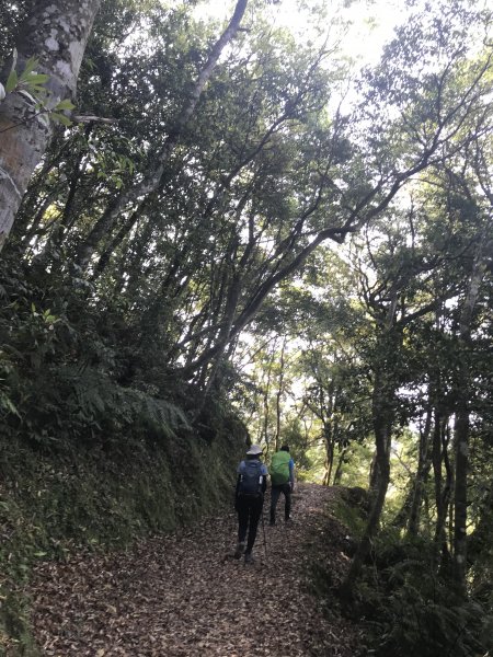 快來享受森林浴~東滿步道來回1336615