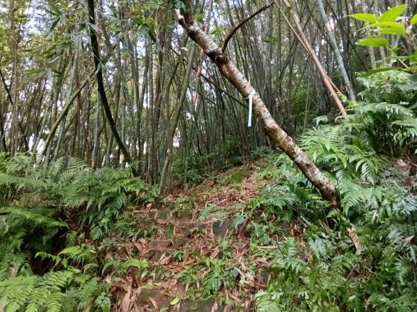 平溪區善覺寺步道+畝畝山北稜線+畝畝山+石硿子瀑布+灰窯瀑布O型2940016