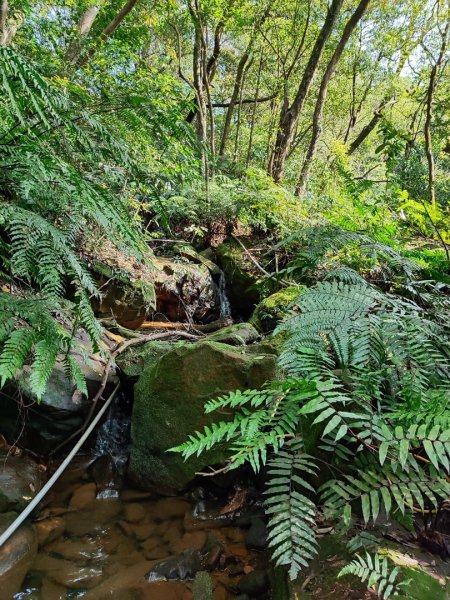 新山夢湖-友蚋山-友蚋南峰-五指山古道2755380