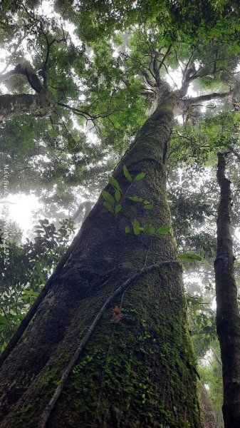 《雲林》望好望角｜石壁山嘉南雲峰步道(中側登山口）202506072805388