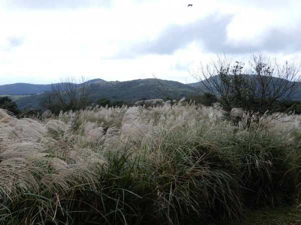 擎天崗_竹篙山_磺嘴山1159670