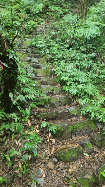 2025-01232淡蘭古道北二段(燦光寮古道到澳底)2696578