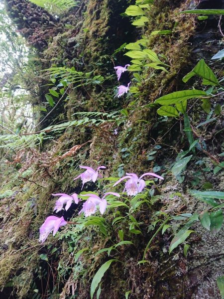 卡保山～賞一葉蘭1672417