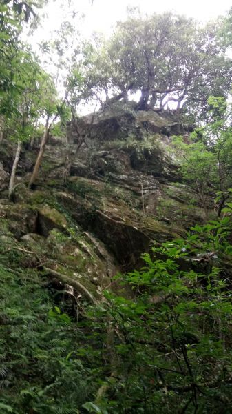 北得拉曼山登山步道神木區及內鳥嘴山連走356748