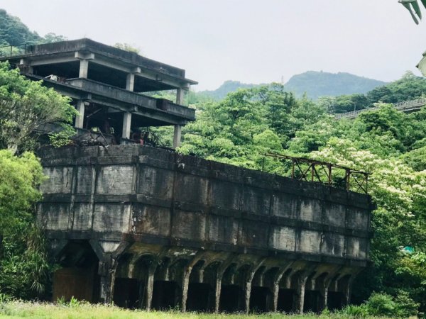 五分山 -小百岳收集起來，馬藍（大青）滿山遍野、桐花陪襯、群蝶紛飛、吸取花蜜1370254