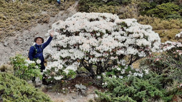 《南投》高山杜鵑盛宴｜哈哈山、石門山北峰202104181353345