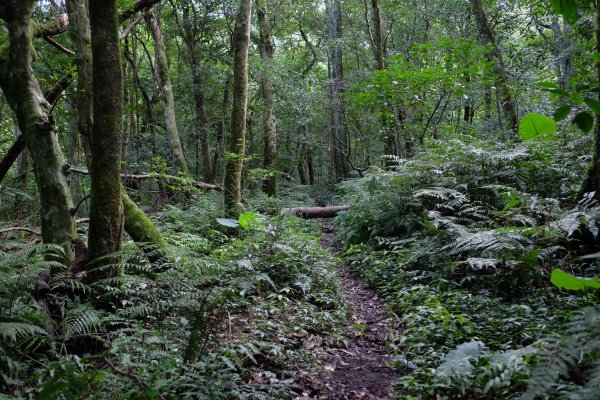 新竹尖石鄉 煤源社區上李棟山、大混山出凌空廊道2550506