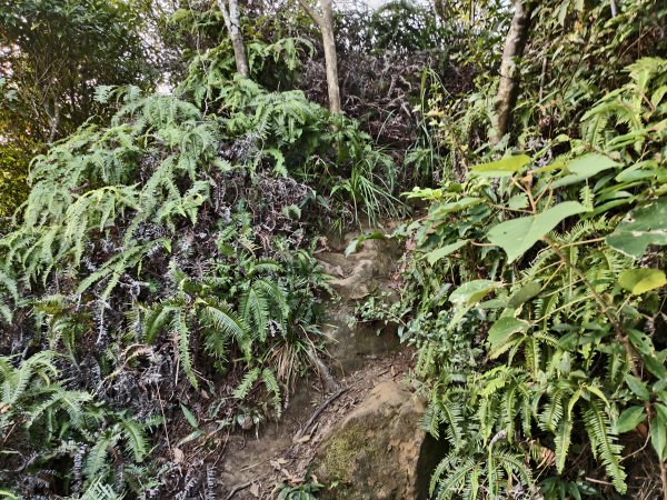 [百山百鳥尋旅-13/15] 2025_0929 圓覺寺步道2900802