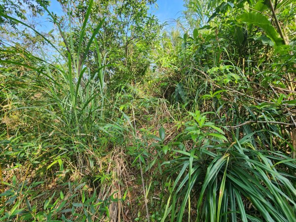 20250404雙十縱走失敗撤退改走蝙蝠山2892556