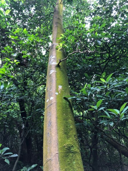 基隆情人湖環山步道輕旅行685449