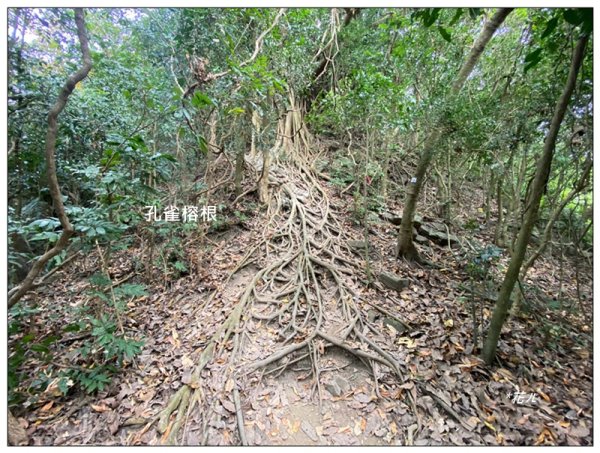 旗靈縱走(旗尾山、福美山、金字面山、人頭山、靈山)2996475