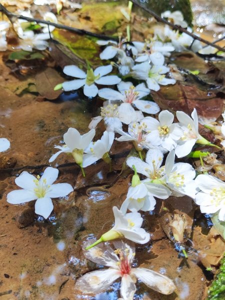 林口新林老公崎步道2773695