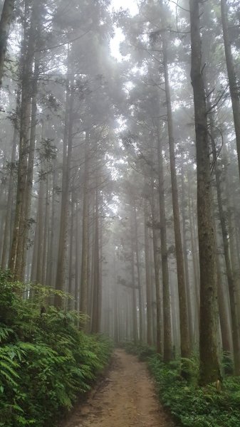 山上人家賞櫻~鵝公髻山874634